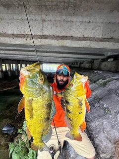 Крупные павлиньи окуни Майами на снасти DC Fishing Supplies