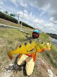 Крупные павлиньи окуни Майами на снасти DC Fishing Supplies
