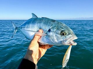 Caranx crysos Симоне на компактный Pelagus 65-S в Тирренском море