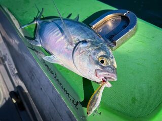 Caranx crysos Симоне на компактный Pelagus 65-S в Тирренском море