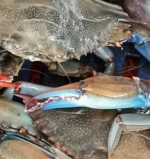За голубыми крабами во время лодочного выезда в Дальяне