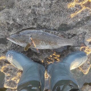 Перед работой на Шикмоне взяли локуса 53 см на розовый Black Minnow