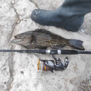 Локус 40,5 см у Шикмоны после грозовой ночи и раннего выхода к морю