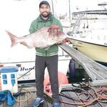 Крупный морской лещ из атлантического улова у Мохаммедии