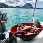 Утром у Ле-Морна наловили рифовой рыбы недалеко от берега