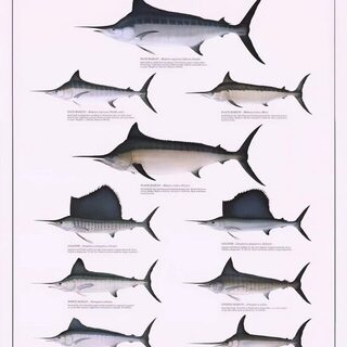 Четыре billfish Кюрасао: голубой и белый марлины, парусник и меч-рыба