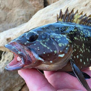 Десять видов на Ибице: LRF с дорожным Rockfish и лучший бурый групер