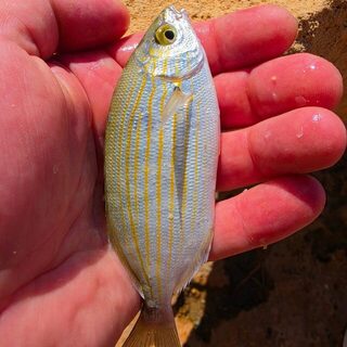 Десять видов на Ибице: LRF с дорожным Rockfish и лучший бурый групер