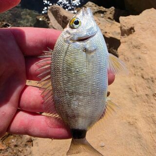 Десять видов на Ибице: LRF с дорожным Rockfish и лучший бурый групер