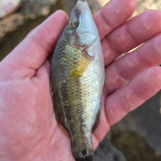 Десять видов на Ибице: LRF с дорожным Rockfish и лучший бурый групер