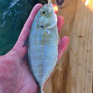 Десять видов на Ибице: LRF с дорожным Rockfish и лучший бурый групер