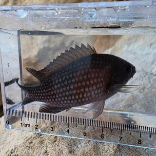Десять видов на Ибице: LRF с дорожным Rockfish и лучший бурый групер