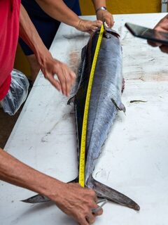 Кубок Бокас-дель-Торо: троллинговый зачет и первые награды