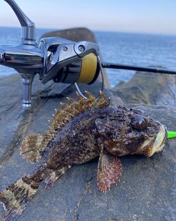 Скорпена на легкой ловле у камней в Чакви на Черном море