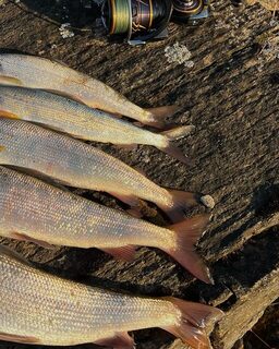 Вокруг Ольхона на моторной лодке: 160 километров и байкальский хариус