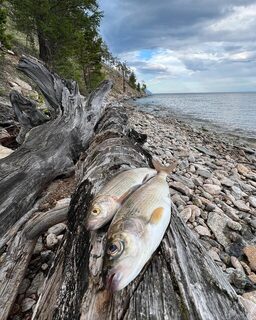 Вокруг Ольхона на моторной лодке: 160 километров и байкальский хариус