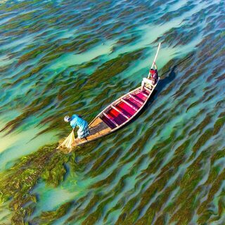 Речные сети у Раджшахи в Бангладеш среди водорослей