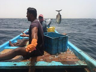 Тунец у Рас-аль-Хадда: рыбалка на ручную леску с лодки
