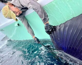 Парусник отпущен после выхода из Marina Pez Vela у Кепоса