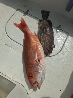 Донная ловля в Кепосе с Wahoo Sport Fishing: снэпперы и груперы