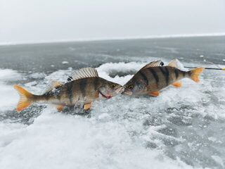 Окунь со льда Куршского залива: несколько рыб при почти полном бесклевье