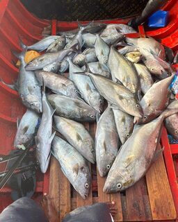 За полтора часа подводной охоты у Боавишты добыли 115 кг рыбы