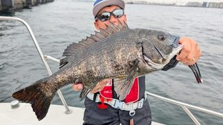 Токийский залив: черный морской лещ и сибас на приманки