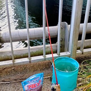 В водоотводе Исикари вакасаги шли примерно по двадцать в час