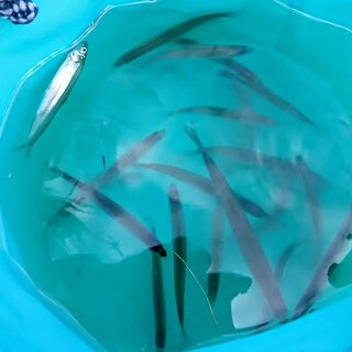 В водоотводе Исикари вакасаги шли примерно по двадцать в час