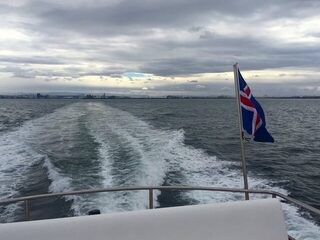 В Гренландском море рыба не клевала, а поморники тянули наживку