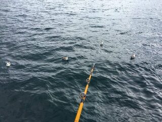 В Гренландском море рыба не клевала, а поморники тянули наживку