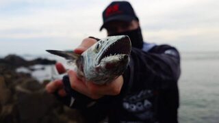 Скалы Желтого моря: японская макрель на двадцатиграммовый джиг