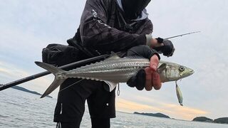 Скалы Желтого моря: японская макрель на двадцатиграммовый джиг