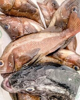За камбалой и другой морской рыбой на катере из Андреевки