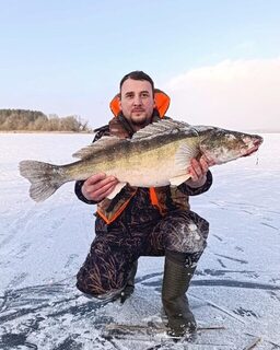 Судак на жерлицу с карасиком на Заславском водохранилище