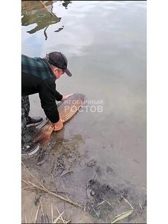 Сазан 13,5 кг из озера Киммерия отправился обратно в воду