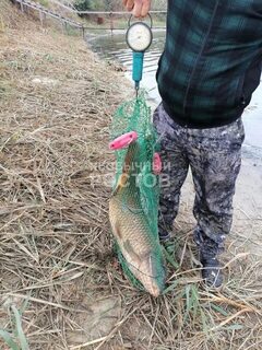 Сазан 13,5 кг из озера Киммерия отправился обратно в воду