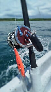 Груперы и барракуда из нашего морского улова в Гуна-Яла