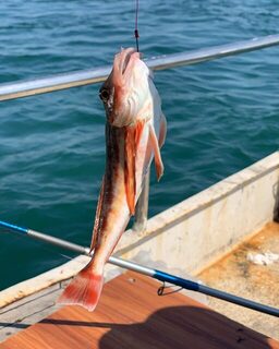 Богатый морской улов у Циндао: рыбалка в китайских водах