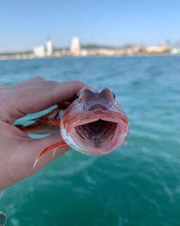 Богатый морской улов у Циндао: рыбалка в китайских водах