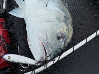 Два дня у рифов Палау: GT, капитан Эрик и Paddle Bait 190