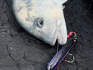 Два дня у рифов Палау: GT, капитан Эрик и Paddle Bait 190