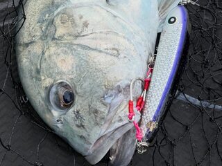 Два дня у рифов Палау: GT, капитан Эрик и Paddle Bait 190