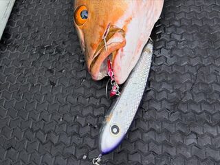 Два дня у рифов Палау: GT, капитан Эрик и Paddle Bait 190