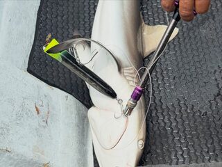 Два дня у рифов Палау: GT, капитан Эрик и Paddle Bait 190