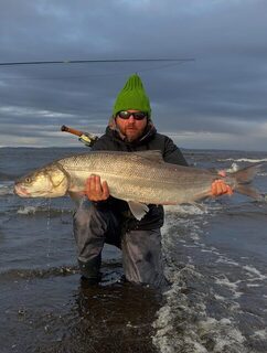 Нельма моря Лаптевых: вспоминаем прошлогоднюю нахлыстовую экспедицию