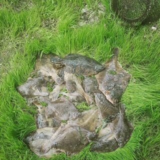 Весенний выходной на Шаморе принес улов морской камбалы