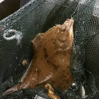 Весенний выходной на Шаморе принес улов морской камбалы