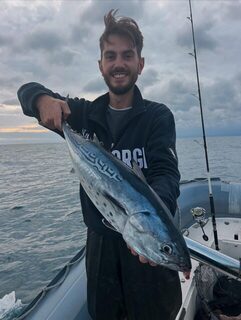 Зимнее жирование малых тунцов в Лигурийском море
