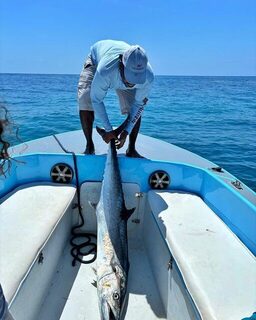 Kingfish примерно на 80 фунтов у Гладдена в Белизе